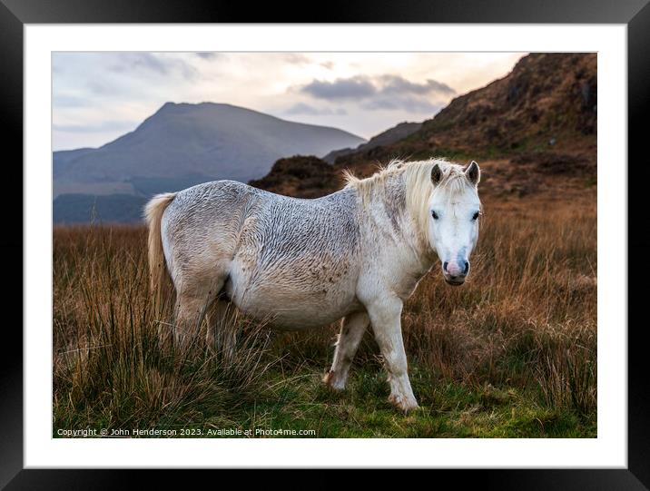 Welsh mountain Ponies Framed Mounted Print by John Henderson