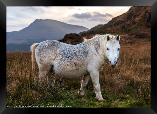 Welsh mountain Ponies Framed Print by John Henderson