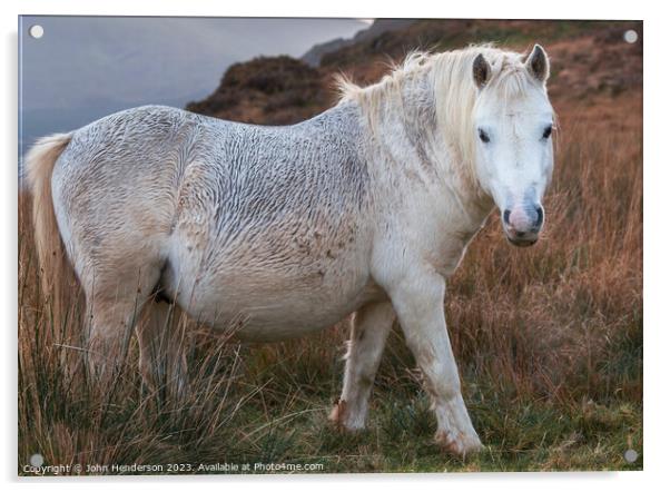 Welsh mountain Pony Acrylic by John Henderson