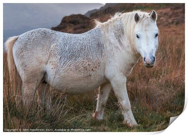 Welsh mountain Pony Print by John Henderson