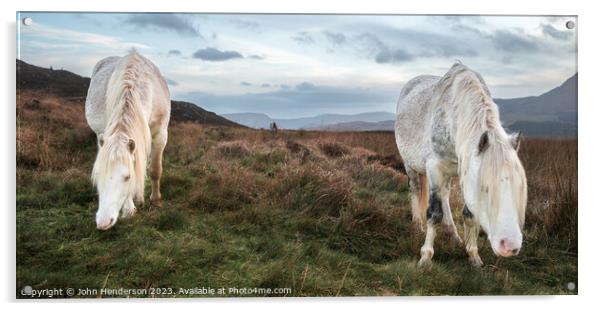 Welsh mountain Ponies Acrylic by John Henderson