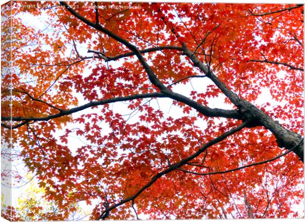 Maple tree in Autumn Canvas Print by Phil Banks