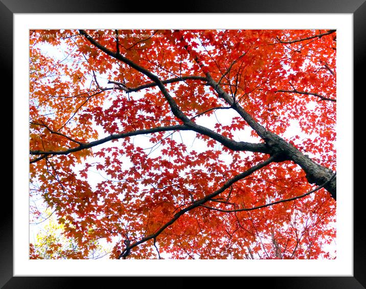 Maple tree in Autumn Framed Mounted Print by Phil Banks