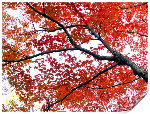 Maple tree in Autumn Print by Phil Banks