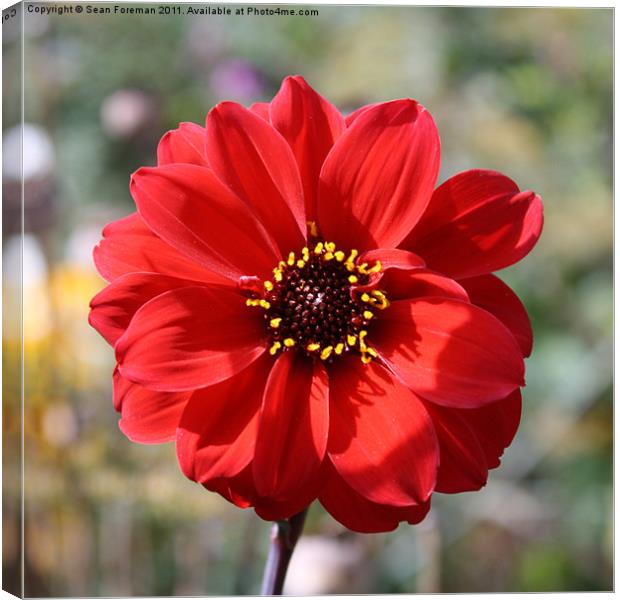 Red Flower Canvas Print by Sean Foreman