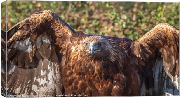 portrait of a golden eagle Canvas Print by Alan Tunnicliffe