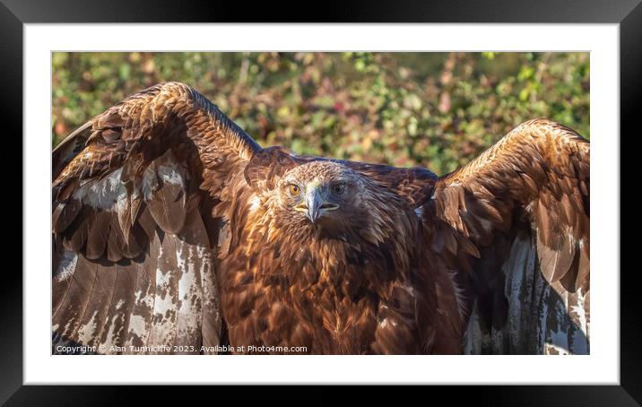 portrait of a golden eagle Framed Mounted Print by Alan Tunnicliffe