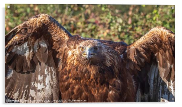 portrait of a golden eagle Acrylic by Alan Tunnicliffe