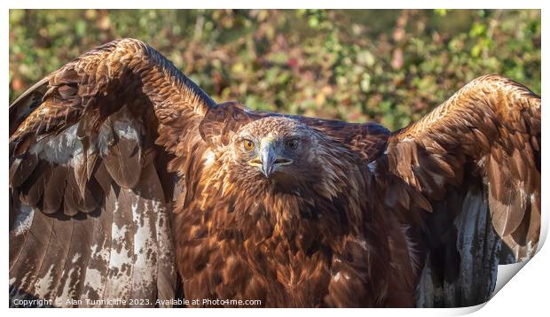 portrait of a golden eagle Print by Alan Tunnicliffe
