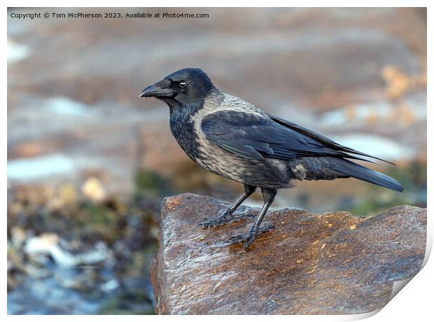 Black Hooded Crow Print by Tom McPherson