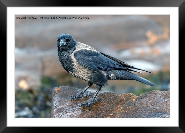 Black Hooded Crow Framed Mounted Print by Tom McPherson