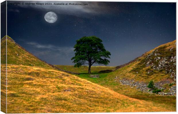Moonlit Sycamore gap tree in moon light. Canvas Print by Andrew Heaps