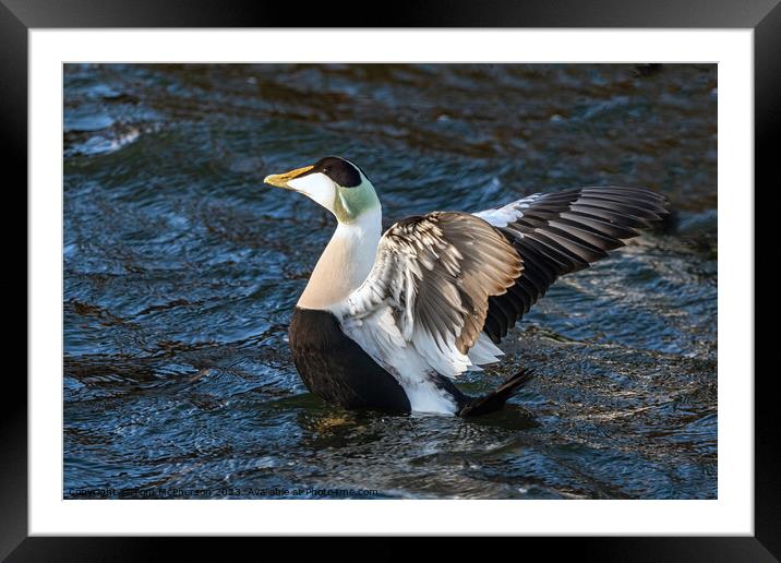 Common Eider Framed Mounted Print by Tom McPherson