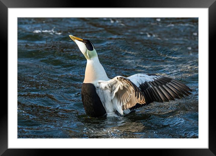 Common Eider Duck Framed Mounted Print by Tom McPherson