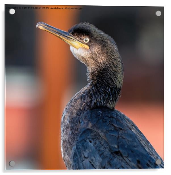 Cormorant in Burghead Harbour Acrylic by Tom McPherson