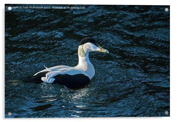 The common eider Acrylic by Tom McPherson