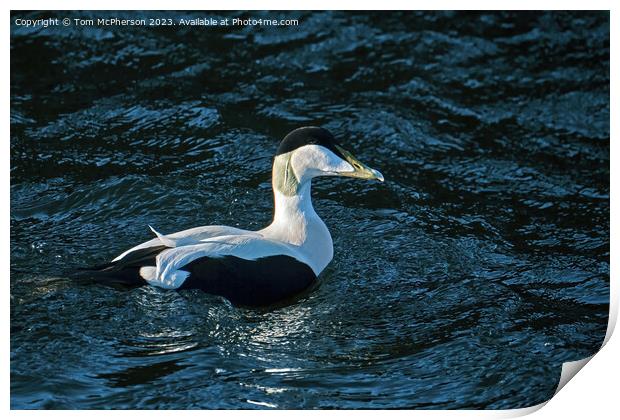 The common eider Print by Tom McPherson