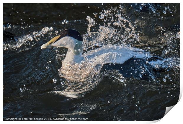 Common Eider Duck Print by Tom McPherson