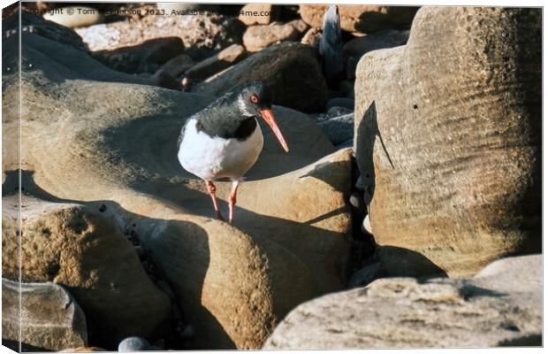 The oystercatcher Canvas Print by Tom McPherson
