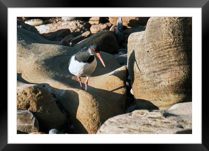 The oystercatcher Framed Mounted Print by Tom McPherson