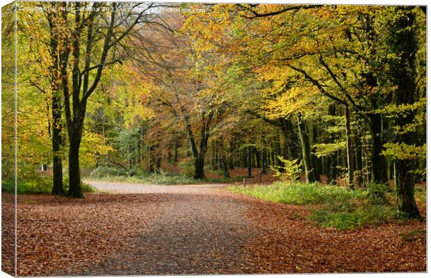 Fforest Fawr Woods above Castell Coch Cardiff Canvas Print by Nick Jenkins