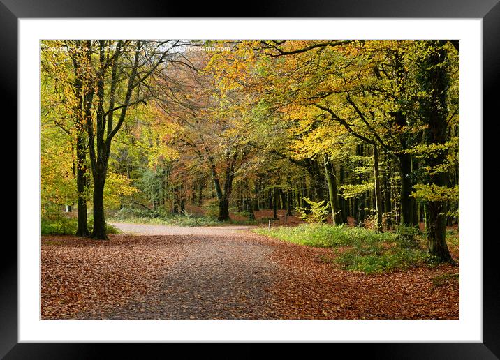 Fforest Fawr Woods above Castell Coch Cardiff Framed Mounted Print by Nick Jenkins