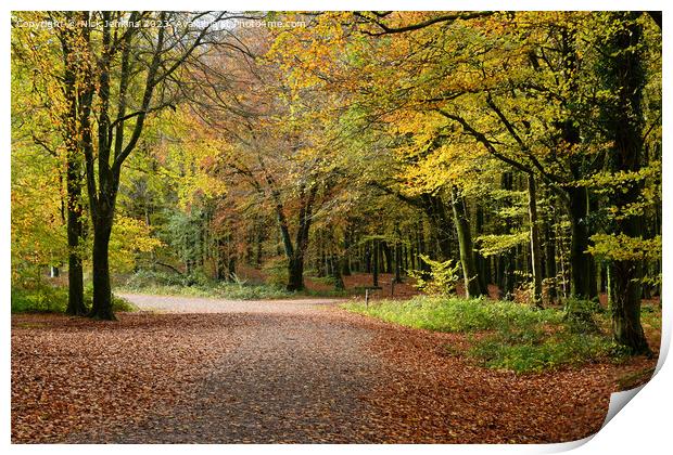 Fforest Fawr Woods above Castell Coch Cardiff Print by Nick Jenkins