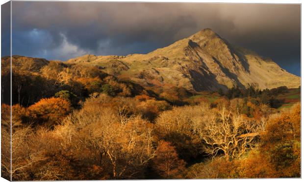 A mountain in wales called Cnicht Canvas Print by Rory Trappe