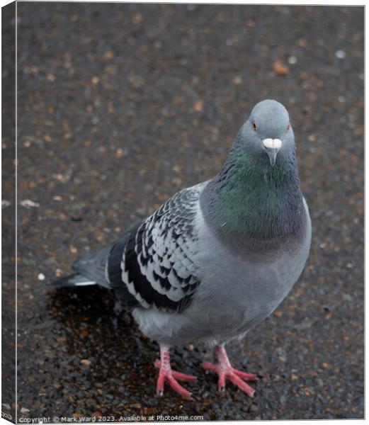 The Patient Pigeon Canvas Print by Mark Ward