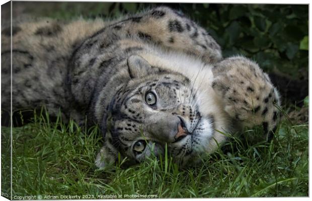 Snow Leopard playing in the grass Canvas Print by Adrian Dockerty