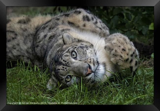 Snow Leopard playing in the grass Framed Print by Adrian Dockerty