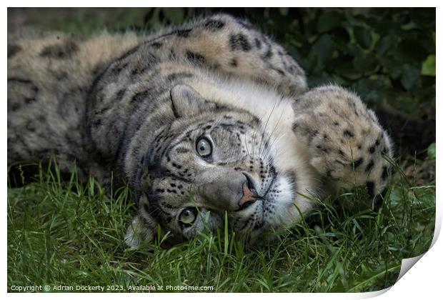 Snow Leopard playing in the grass Print by Adrian Dockerty