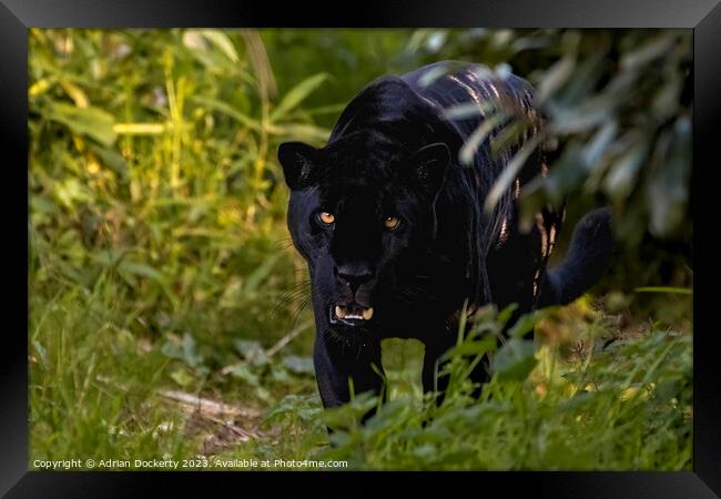 Black Jaguar Framed Print by Adrian Dockerty