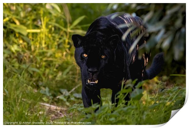 Black Jaguar Print by Adrian Dockerty