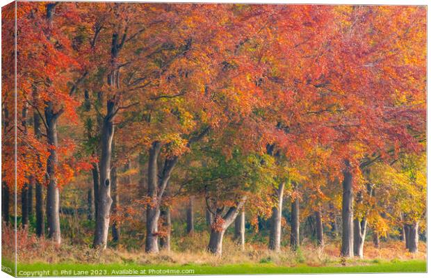 Autumn Treeline Canvas Print by Phil Lane