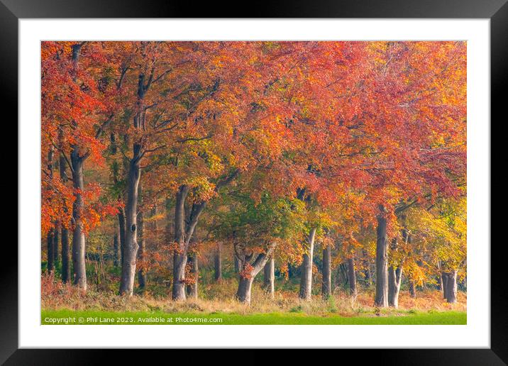 Autumn Treeline Framed Mounted Print by Phil Lane