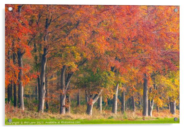 Autumn Treeline Acrylic by Phil Lane