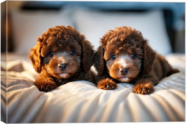 Two cute poodle puppies cuddled on home bed. Canvas Print by Guido Parmiggiani