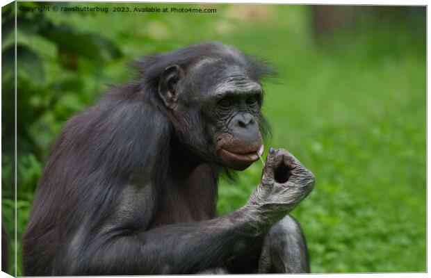 Bonobo Ape Portrait Canvas Print by rawshutterbug 