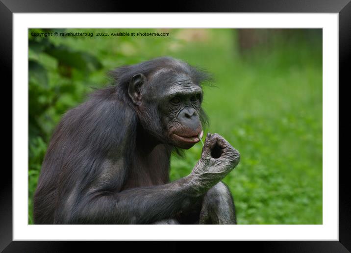 Bonobo Ape Portrait Framed Mounted Print by rawshutterbug 