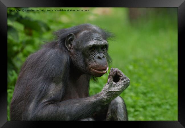 Bonobo Ape Portrait Framed Print by rawshutterbug 
