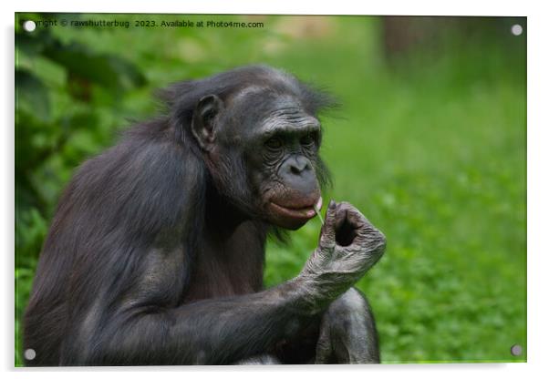 Bonobo Ape Portrait Acrylic by rawshutterbug 