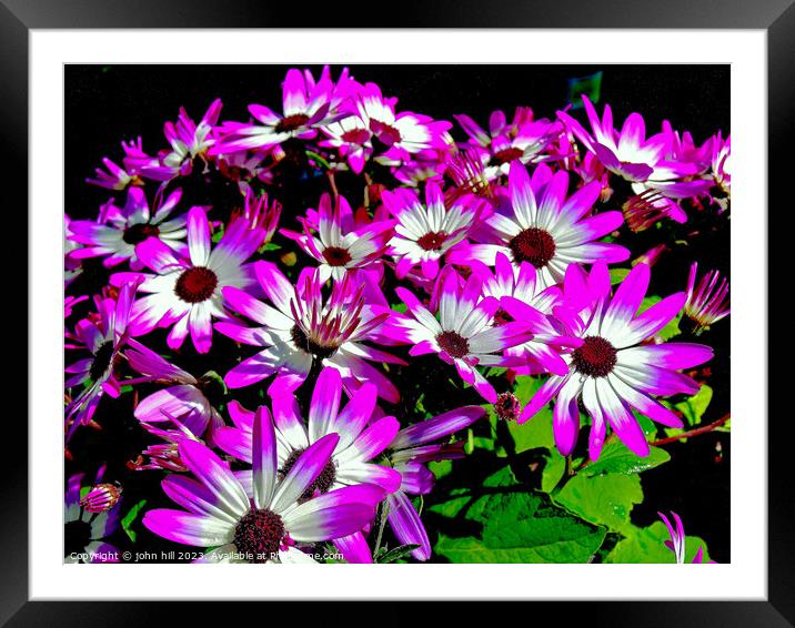 Bycolor Senetti flowers. Framed Mounted Print by john hill