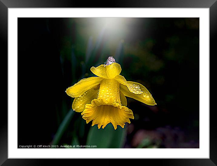 The Daffodil and the dew Framed Mounted Print by Cliff Kinch