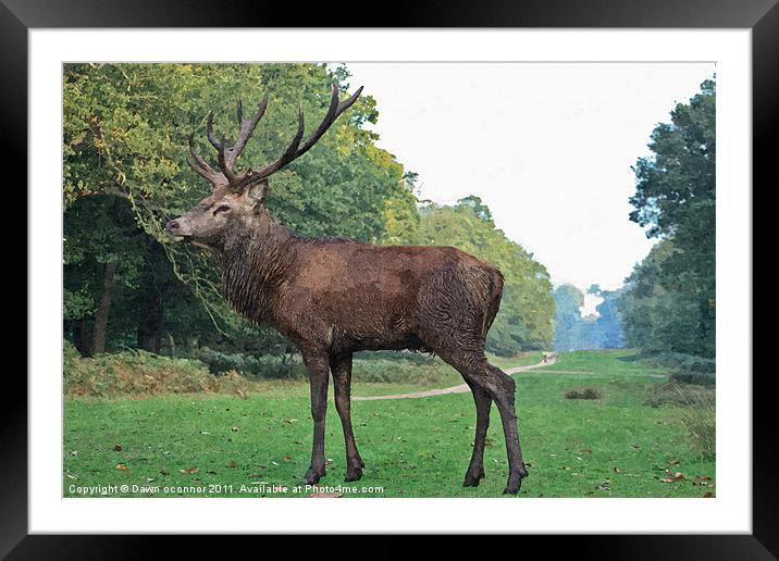 Red Deer Stag Painting Framed Mounted Print by Dawn O'Connor