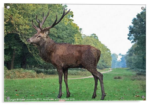 Red Deer Stag Painting Acrylic by Dawn O'Connor