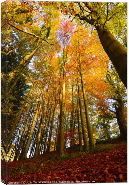 Looking up into Autumn Canvas Print by Julie Tattersfield