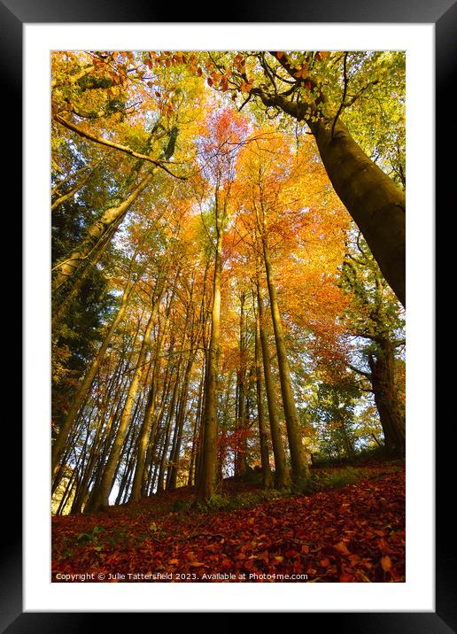 Looking up into Autumn Framed Mounted Print by Julie Tattersfield