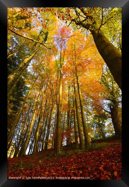 Looking up into Autumn Framed Print by Julie Tattersfield