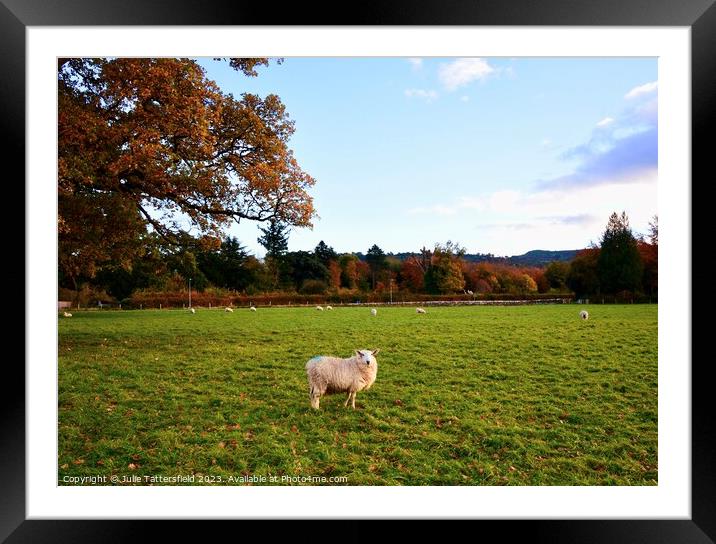 Sheep in wales Framed Mounted Print by Julie Tattersfield